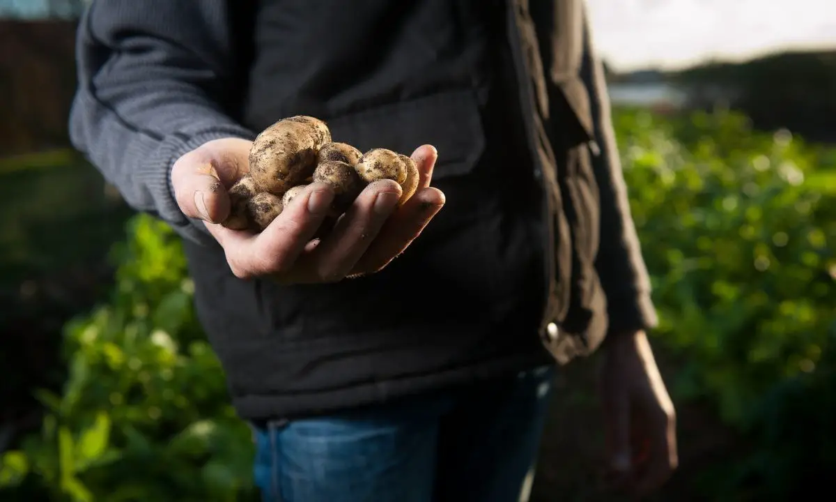 A gardener is showing small homegrown potatoes.