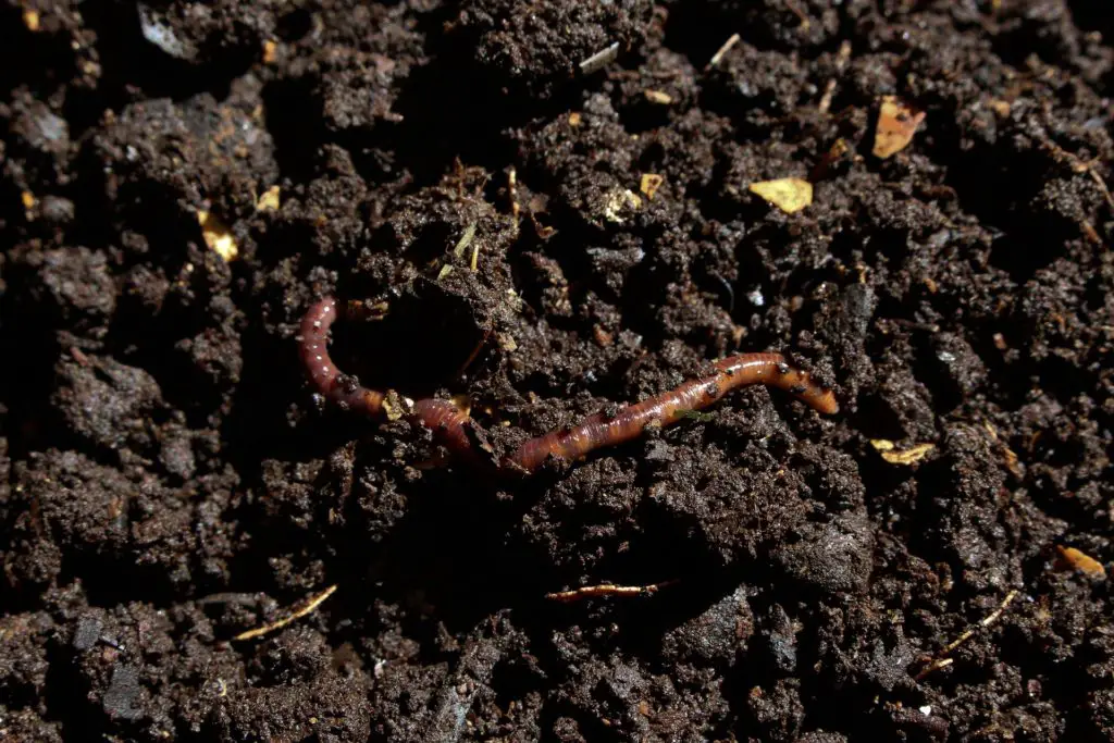 A worm enriching the vegetable garden soil. 