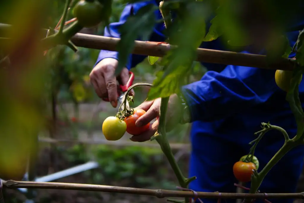 A person is harvesting homegrown tomatoes to avoid splitting