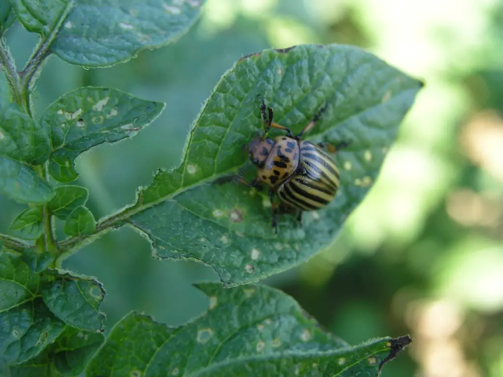 Colorado potato beetle is eating up a potato plant leaf. 