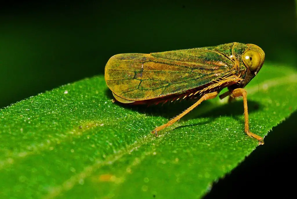 leafhopper is sitting in a cucumber leaf