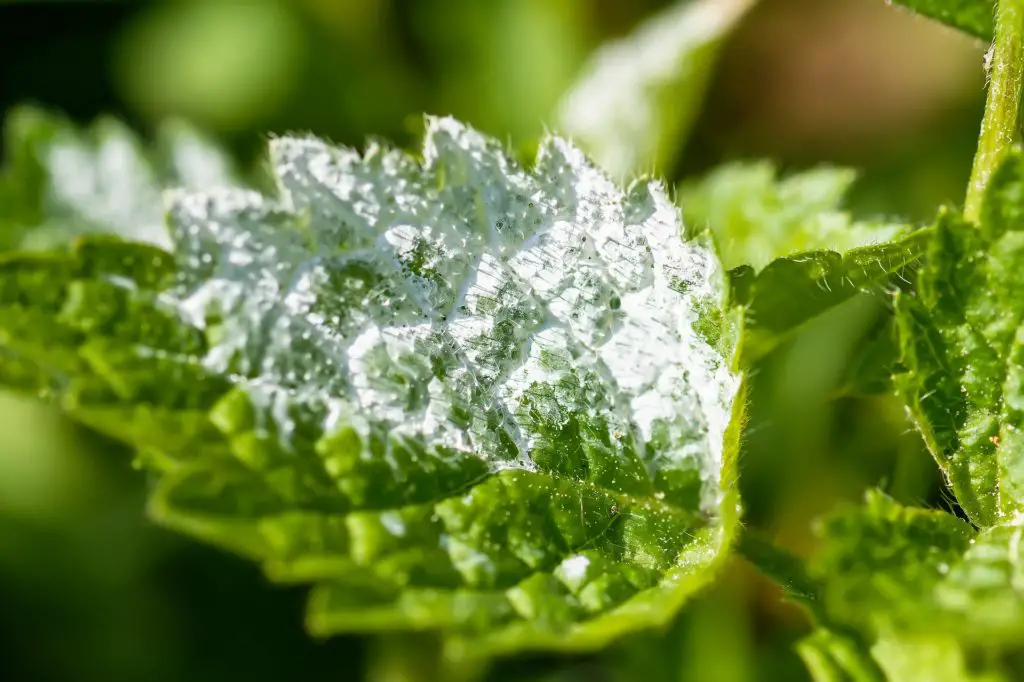 The mushroom leaf showing powdery mildew