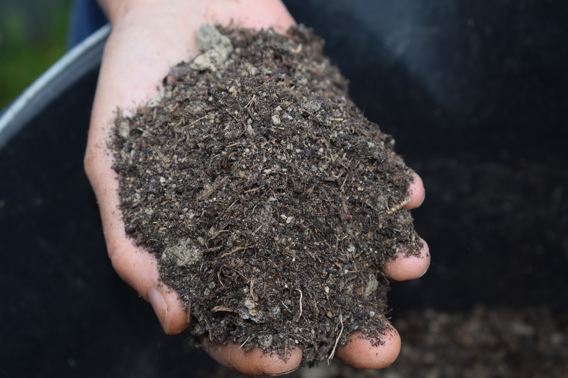 The picture shows organic mulch that helps in keeping homegrown tomatoes from splitting