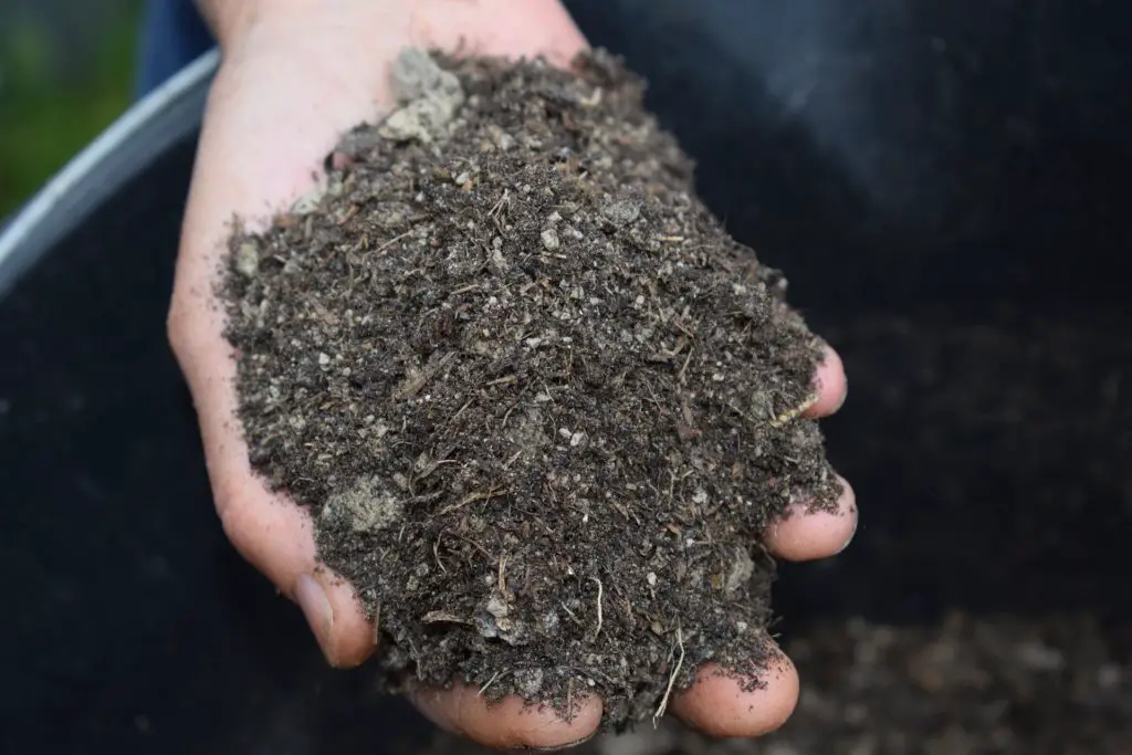 The man is showing compost that is an organic fertilizer