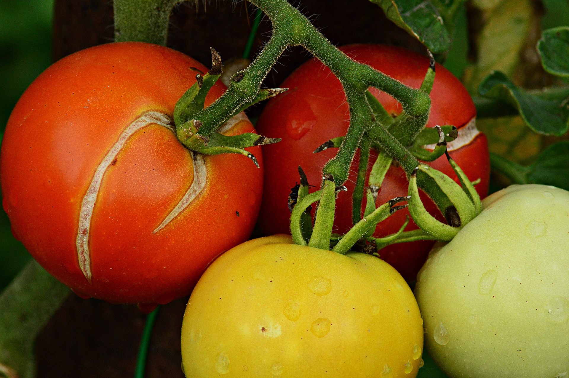 vertical splitting of homegrown tomatoes