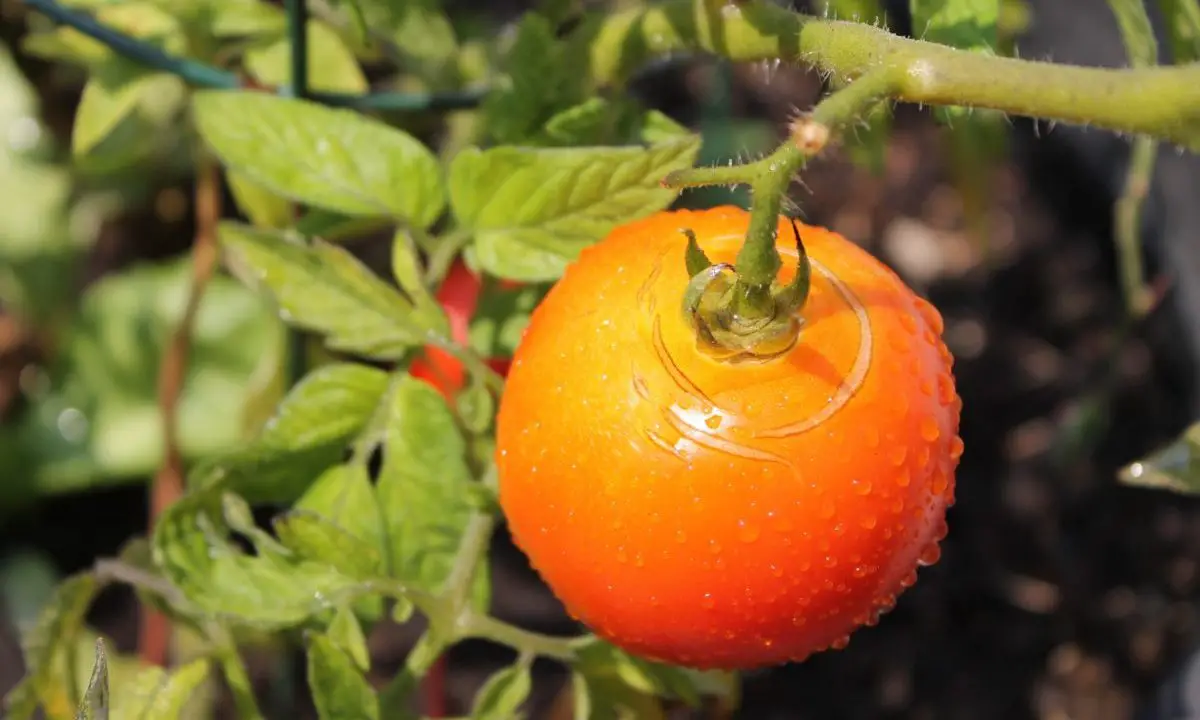 The stem showing split homegrown tomato