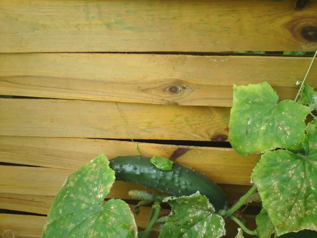 cucumber leaves are turning white