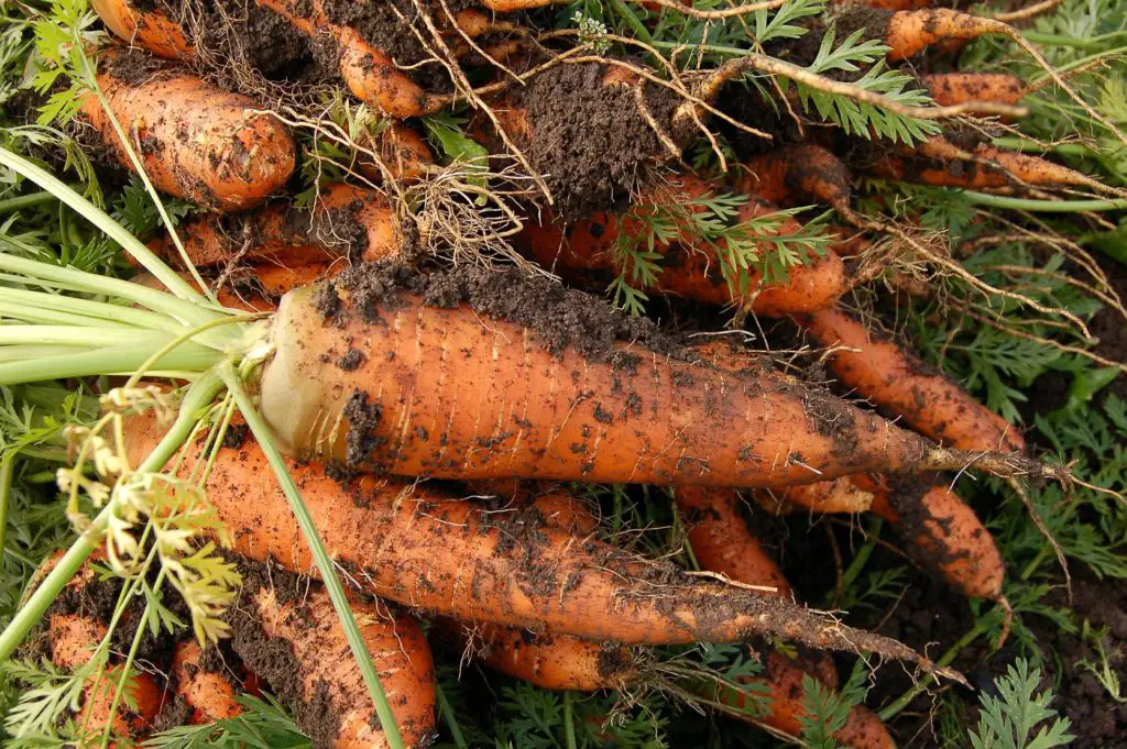 image showing bitter carrots in the garden