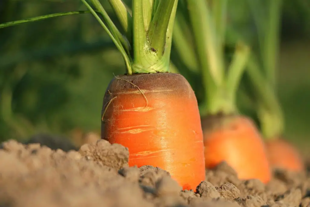 a garden showing carrots