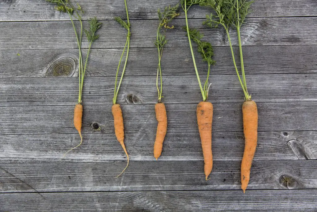 image showing the impact of early harvesting that can cause bitter carrots