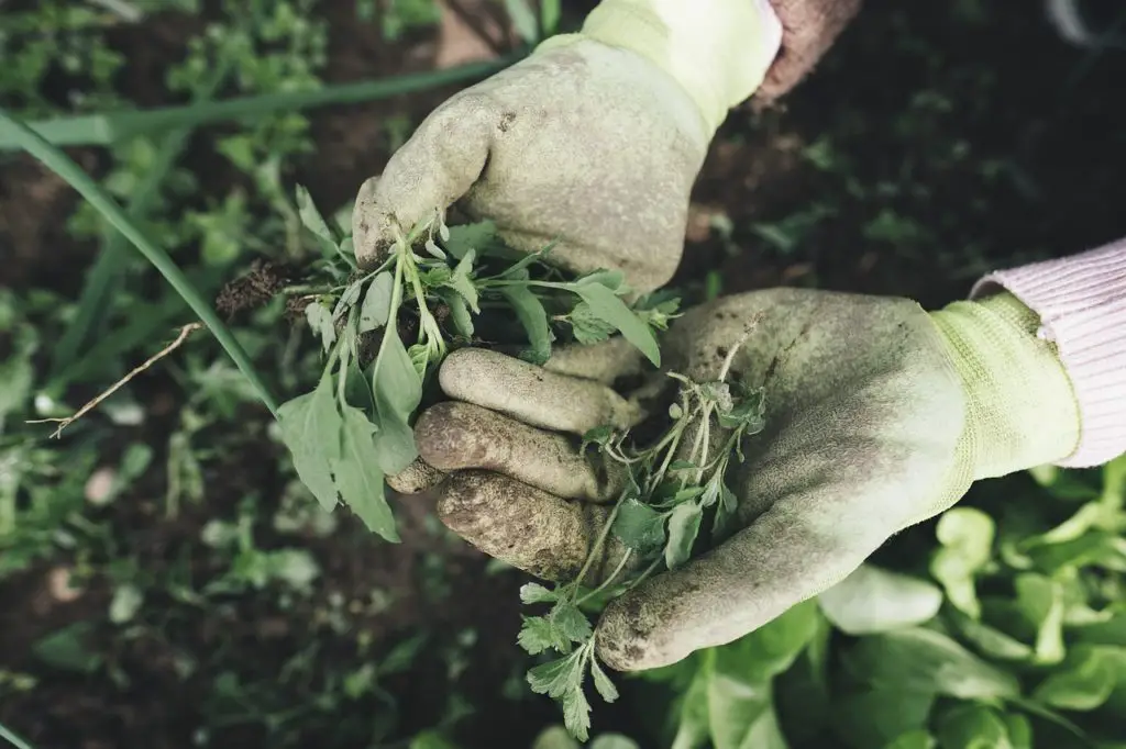 Ignoring weeds is also one of the common mistakes of growing watermelons
