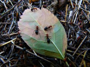 Red ant is also one of the common ants in your garden soil