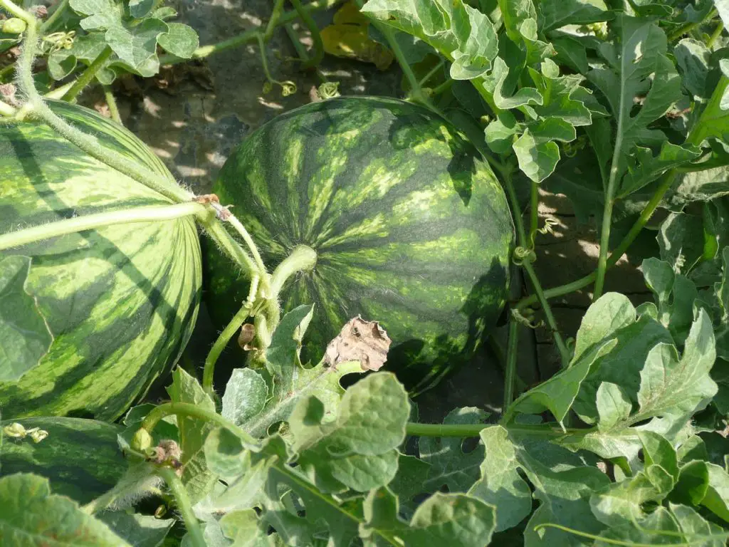 
Overcrowding is one of the common mistakes of growing watermelons