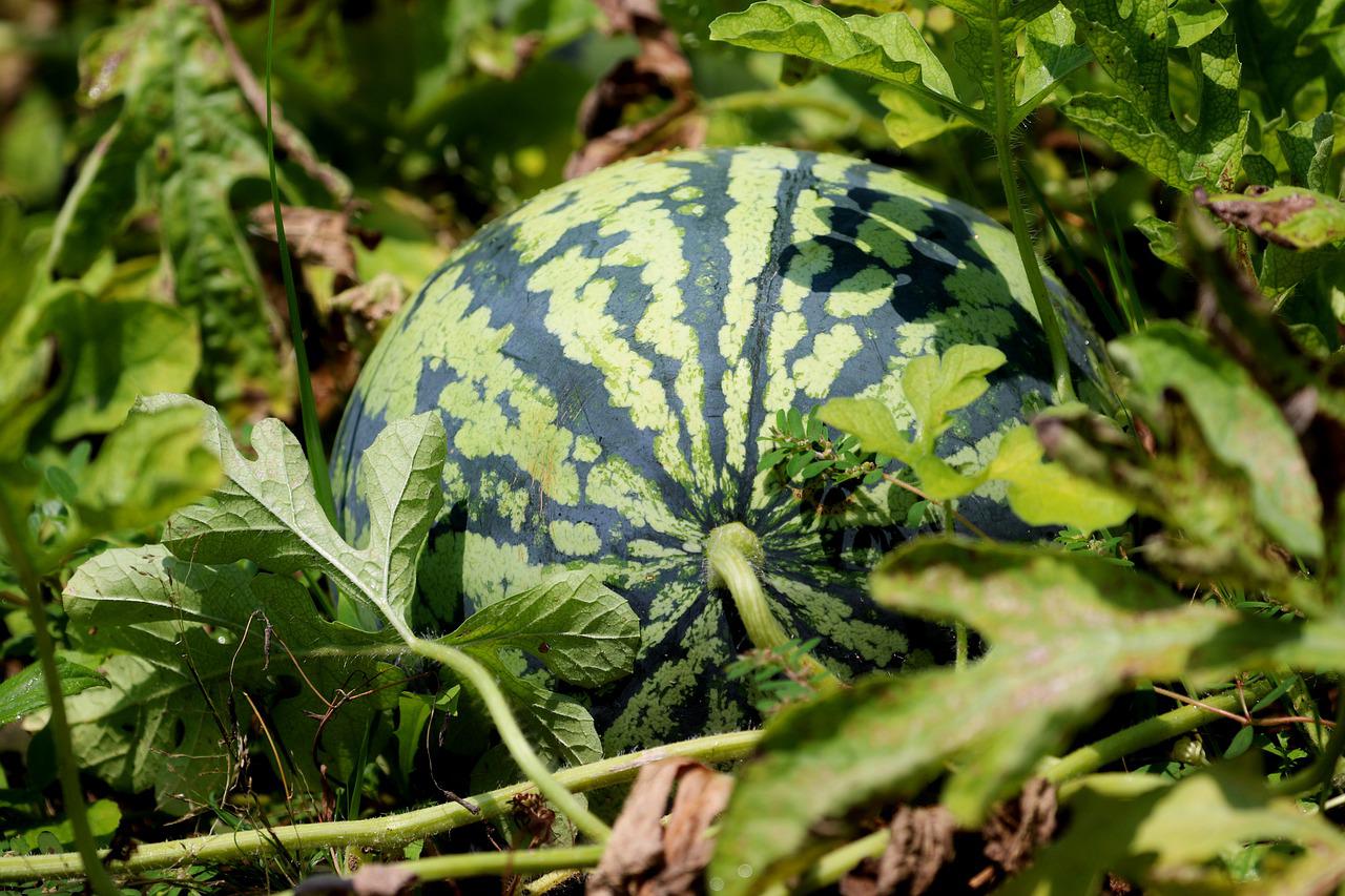 an image showing homegrown watermelons