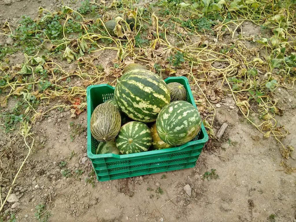 Harvesting earlier or too late is yet another common mistake of growing watermelons
