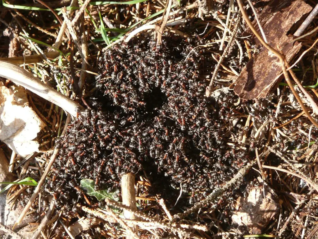 Image showing ants in the garden soil